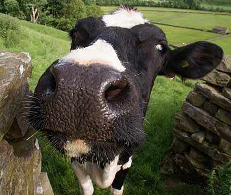 Cow